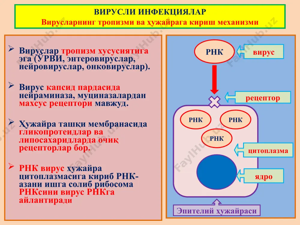 "инфекцион касалликлар" - Page 5