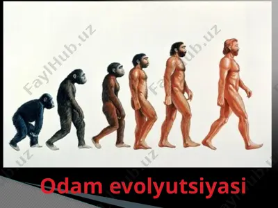 odam evolyutsiyasi — PPTX