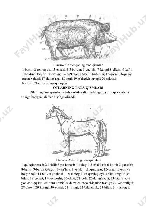 va 15 - qanot patlari; 16 va 17-boldiri; 18-tupig‘i; 19-tovoni; 20-tashqi barmog‘i; 21-o‘rta barmog‘i; 22 va 23-ichki barmog‘i; 24-o‘rta barmog‘i; 25-tashqi barmog‘i; 26-ensasi; 27-bo‘ynining ustki qismi; 28-bo‘ynining o‘rta qismi; 29-dum patlari; 30-bo‘ynining pastki qismi; 31-orqasining yuqori qismi; 32-orqasining o‘rta qismi; 33- beli; 34-dumining katta kokillari; 35- dumining mayda kokillari va qoplag‘ich patlari; 36-dumining bel kokillari; 37-dumining mayda qoplag‘ich patlari; 38-ikkinchi tartibli qanot patlari; 39-birinchi tartibli qanot patlari; 40-soni va boldiri; 41-orqa barmog‘i. topshiriq. ish daftarida har xil turdagi hayvonlar tasviridan foydalanib ayrim tana qismlari chegaralarini belgilab nomlarini yozing. mustqil ishlash uchun topshiriqlar ( блиц-сўров hayvonlarni eksteryeriga qarab baholaganda tana qismlarini nima ahamiyati bor? сут йўналишидаги қорамолларни баҳолаганда қандай қисмларга эътибор қаратилади? гўшт йўналишидаги қорамолларни баҳолаганда қандай қисмларга эътибор қаратилади? отларни баҳолаганда қандай қисмларга эътибор қаратилади? қўйларни баҳолаганда қандай қисмларга эътибор қаратилади? паррандаларни баҳолаганда қандай қисмларга эътибор қаратилади? )1.chorva mollarining tana qismlarini o‘rganish bo‘yicha blits-so‘rov savollari: image6.jpeg image1.jpeg image2.png image3.jpeg image4.jpeg …