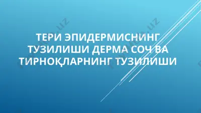 тери эпидермиснинг тузилиши дерма соч ва тирноқларнинг тузилиши — PPTX