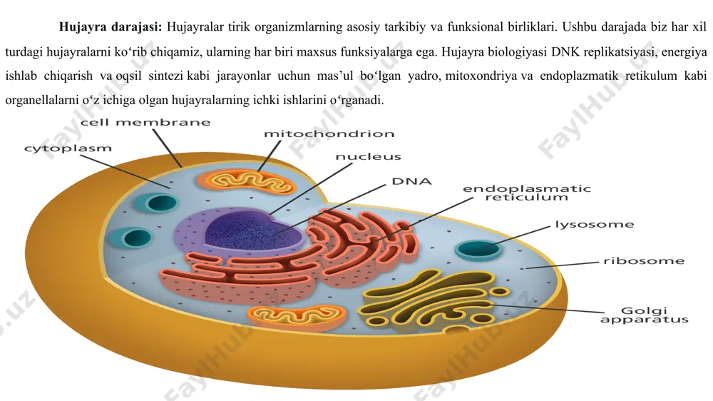 lipidlarni oʻzgartiradigan va hujayralar bir-birini tanib olishiga yordam beradigan uglevodlar (shakar va shakar zanjirlari) kerak boʻladi. • fosfolipid glitserin va unga bogʻlangan ikkita yogʻ kislota dumlari hamda fosfat guruhli boshdan iborat lipid hisoblanadi. biologik membrana ikkita fosfolipid qavatidan iborat boʻlib, fosfolipid dumchalari ichkariga qaragan boʻladi va bunday tuzilish fosfolipid qoʻshqavati deb ataladi. • xolesterin 4 ta oʻzaro birlashgan uglerod halqalarini oʻzida tutgan lipid boʻlib, membrana ichki yuzasida fosfolipidlar bilan birga uchraydi. • membrana oqsillari plazmatik membranaga botib kirishi, butun plazmatik membranani kesib oʻtishi yoki shunchaki plazmatik membrananing ichki yoki tashqi yuzasiga yopishgan boʻlishi mumkin. • uglevod guruhi plazmatik membrananing faqat tashqi yuzasida joylashadi va oqsillarga yopishib, glikoproteinlarni yoki lipidlarga yopishib, glikolipidlarni hosil qiladi. plazmatik membranadagi oqsillar, lipidlar va uglevodlarning nisbati turli xil hujayralarda turlicha boʻladi. biroq odatiy inson hujayrasi uchun tarkibiy massaning 50% ga yaqinini oqsillar, 40% ga yaqinini lipidlar (barcha turdagi), qolgan 10% ga yaqinini uglevodlar tashkil etadi. fosfolipidlar:fosfolipid …