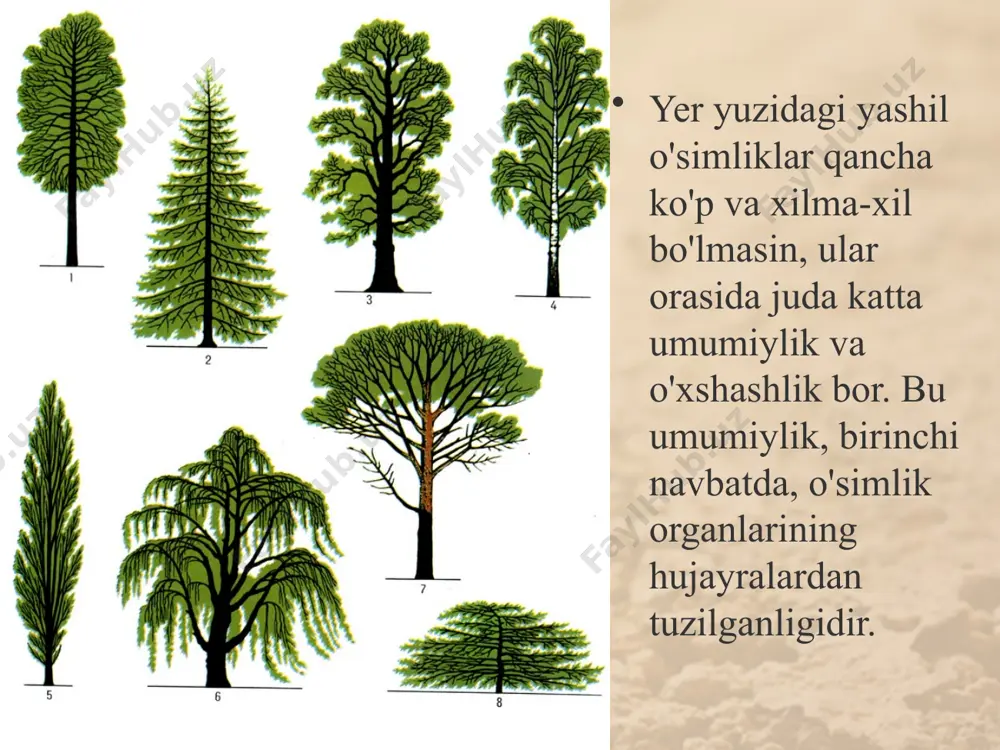 lan ta'minlab turadi. kuz kelib, o'simlikning barglari to'kilib yoki sovuq urib ketmaguncha uning hamma organlari o'zaro bog'liq holda o'sadi va rivojlanadi. o'simliklar dunyosini tashqi muhit, ayniqsa, u o'sib tur-gan joysiz tasawur etib bo'lmaydi. o'simlikning o'sishi va rivojlanishi uchun tuproq, suv, yorug'lik, harorat, kislorod nihoyatda zarur. yorug'liksiz bargda organik moddalar hosil bo'lmasligi sizga ma'lum. tog'lardagi archalar hech qachon cho'lda jazirama qumlarda saksovullar bilan yonma-yon o'smaydi. saksovulning ildizi shu qadar mustahkamki, ular ozuqa va namlik qidirib, hatto 0,5-1 m li gips qatlamlarini teshib o'tadi. yantoqning ildizi esa 25-30 m gacha chuqurlikka tushib, o'zini yerosti suvi bilan ta'minlaydi. savol va topshiriqlar o'simliklardagi umumiylik nimalardan iborat? o'simlik nima uchun yaxlit organizm deyiladi? o'simlik organlarining o'zaro bog'liqligini qanday tushu-nasiz? cho'l o'simliklari qurg'oqchilikka qanday moslashgan? image2.jpeg image3.jpeg image4.jpeg image5.jpeg image6.jpeg image7.jpeg image8.jpeg image9.jpeg image10.jpeg image11.jpeg image12.jpeg image13.gif image14.jpeg image1.jpeg