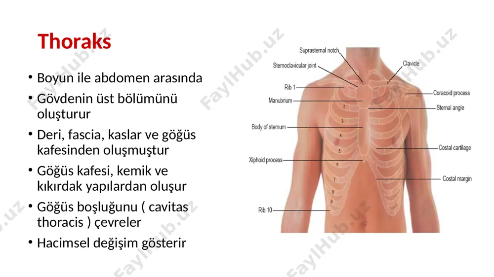 ncus costocervicalis) aa. i̇ntercostales post 3-11: aorta thorasica a subcostalis (12. ica): aorta thorasica -r. dorsalis -r. collateralis -r. cutaneus lat -rr. mammarii lat 1. r. dorsalis: hemen başlangıçta ayrılır, collum costae hizasından geçerek dorsal tarafa doğru uzanır. r. spinalis dalını verir. sırta doğru uzanır. 2. r. collateralis: angulus costae hizasında ayrılır. alt kostanın üst kenarında öne ilerler a. i̇ntercostalis ant. i̇le anostomoz yapar 3. r. cutaneus lat: 4. rr. mammarii: thoraksın venleri vv. i̇ntercostales anteriores 9 çift 1-6 via: v. thorasica interna 7-9 via: v musculophrenica’ya v epigastrica sup+v musculophrenica birleşerek v thorasica int oluşturur. v thorasica int: v brachiocephalica’ya açılır vv. i̇ntercostales posteriores 1. vip: v. brachiocephalica’ya sol 2-3 vip: v. brachiocaphalica sinistra’ya sağ 2-3 vip: v azygos’a sağ 4-11 vip: v. azygos’a açılır sol 4-8. vip: v hemiazygos acc.’a sol 9-11. vip: v. hemiazygos’a v. hemiazygos ise, t8 hizasında v. azygos’a v hemiazygos acc: t7 hizasında v. …