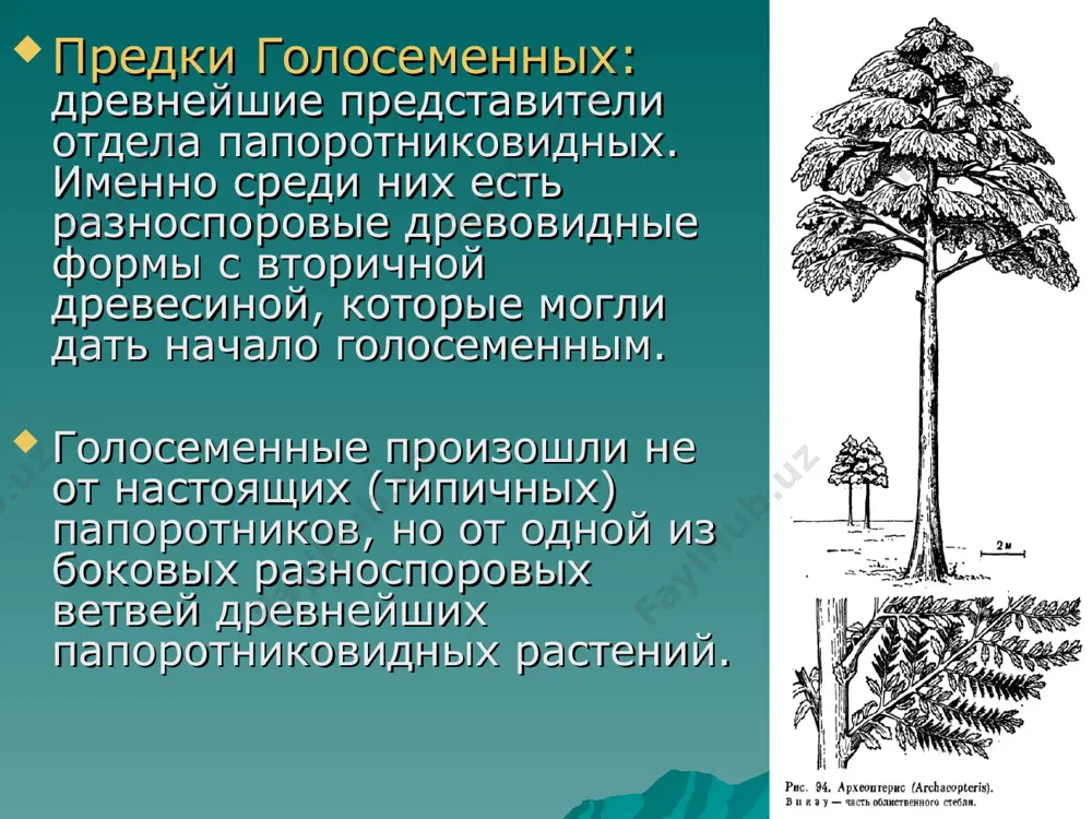 ой. 3. дерево семейства сосновых, распространенное в сибири. 4. распространенное хвойное дерево. 5. крупное дерево семейства сосновых, распространенное в тайге. 6. дерево с густой пирамидальной кроной. 7. исполин растительного мира, сохранился только в калифорнии. высота некоторых деревьев достигает 150 м 8. дерево семейства араукариевых. 9. род древесных растений семейства кипарисовых. 10. кустарник семейства кипарисовых. *