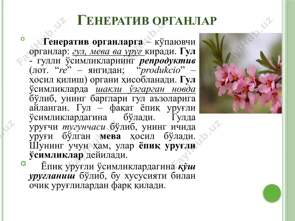 н чангнинг тузилиши 1 - ядро, 2 - генератив ҳужайра, 3 - пора, 4 - экзина, 5 - интина, 6 - тикансимон ўсмалар чанг доначасининг ташқи пўсти экзинада яна поралар ҳам бўлиб, бу поралар орқали чанг найчалар ўсиб ташқарига чиқа бошлайди. экзинанинг ичкарисида ички қобиқ - интина жойлашган. чанг доначасининг ичида катта вегетатив ва кичик генератив ҳужайралар жойлашган. етилган чанг ўсишида ундаги интина чанг найчасини ҳосил қилади, бу найча экзина (пўст) пораси орқали ташқарига чиқади. генератив ҳужайра эса бўлиниб, икки спермийни ҳосил қилади. уруғчи (gynoeceum) гулнинг марказида битта ёки бир нечта уруғчи жойлашган бўлиб, асосан уруғ етиштириш учун хизмат қилади. уруғчи – тумшуқча, устунча ва тугунчадан иборат. тумшуқча – чанг доначаларини қабул қилиш учун хизмат қилади. устунчаси эса чангланиш усулига қараб узун, қисқа ёки умуман бўлмаслиги мумкин. уруғчи (gynoeceum) энг узун устунчани маккажўхори ва заранг гулларида кўриш мумкин. улар шамол ёрдамида чангланишга мослашган. лолақизғалдоқ, кўкнор гулларида устунча тараққий этмайди. уруғчи …