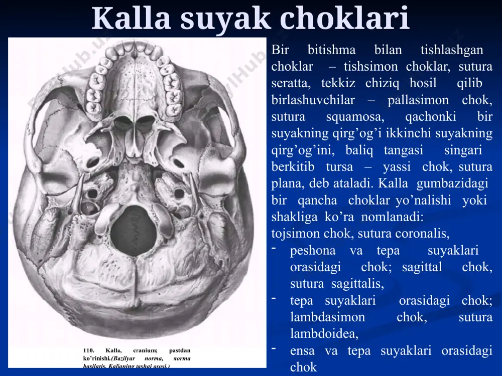 a chuquchasi kallaning orqa chuqurligi, fossa cranii posterior, oldindan egarchaning suyanchig’i va piramidaning yuqorigi qirg’og’i bilan; orqadan ko’ndalang sinusning egatchasi, sulcus sinus tensversi, va ensaning ichki do’mbog’i, protuberentia occipitalis interna, bilan chegaralanib turadi. bu eng kalla chuqurchalri orasida eng chuquridir. chuqurchaning tubini hosil qilishda ensa suyagi pallasining yuqorigi qismidan tashqari deyarli barcha qismi, ponasimon suyak tanasining bir qismi (egarcha suyanchig’ining orqa qismi), piramidaning orqa yuzasi va tepa suyagining shakka burchagi qatnashadi. chuqurchaning markazida ensaning katta teshigi, foramen magnum, joylashigan bo’lib, uning oldida ponasimon suyakning tanasi va ensa suyyagining bazillyar qismidan hosil bo’luvchi nishob, clivus, joylashgan. katta teshikning atrofiga tilosti kanali, canalis hypoglossalis, undan tashqarida va bo’yinturuq teshigi, foramen jugulare, dan orqaroqda doimiy bo’lmagan bo’g’im kanali, canalis condylaris, joylashgan. burun bo’shlig’i-cavitas nasi kallani yuz qismining yuqorigi o’rta qismida joylashgan. bo’shliqning tarkibiga burunning hususiy bo’shlig’i va yuqorida joylashuvchi qo’shimcha bo’shliqlarga ega. bo’ qo’shimcha bo’shliqlardan yuqori va oldinda peshona pazuxasi, sinus frontales, tashqarida …