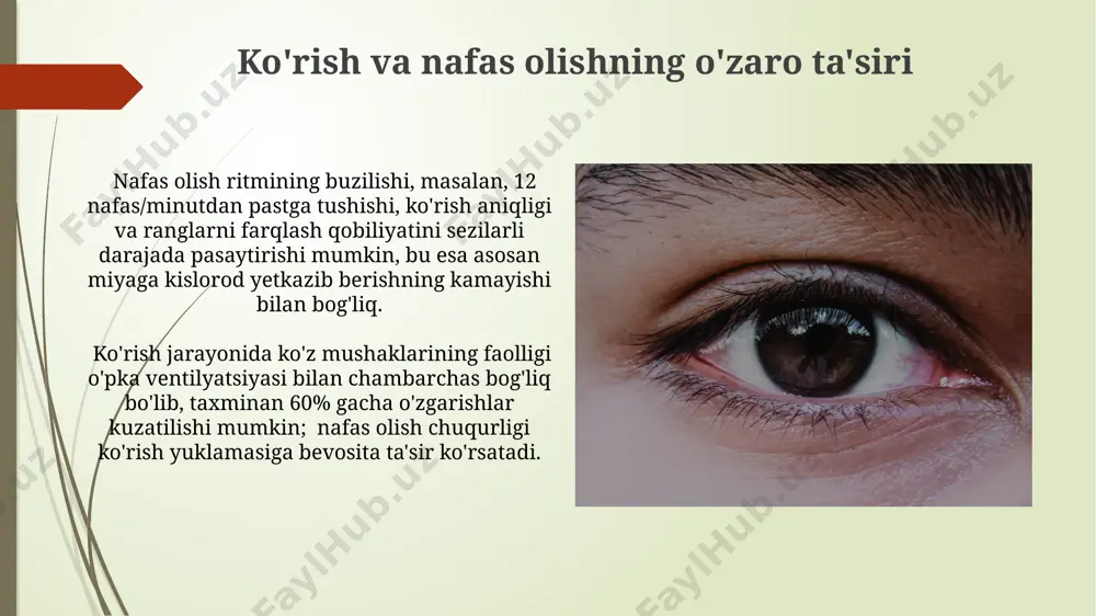 koʻruv analizatorlari.koʻzning optik va respirator tizimi - Page 5