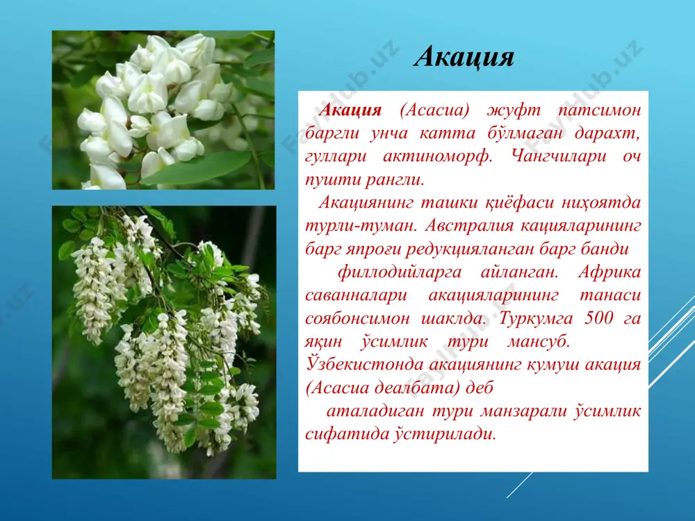 дуккакгуллилар қабиласи фабалес - Page 4