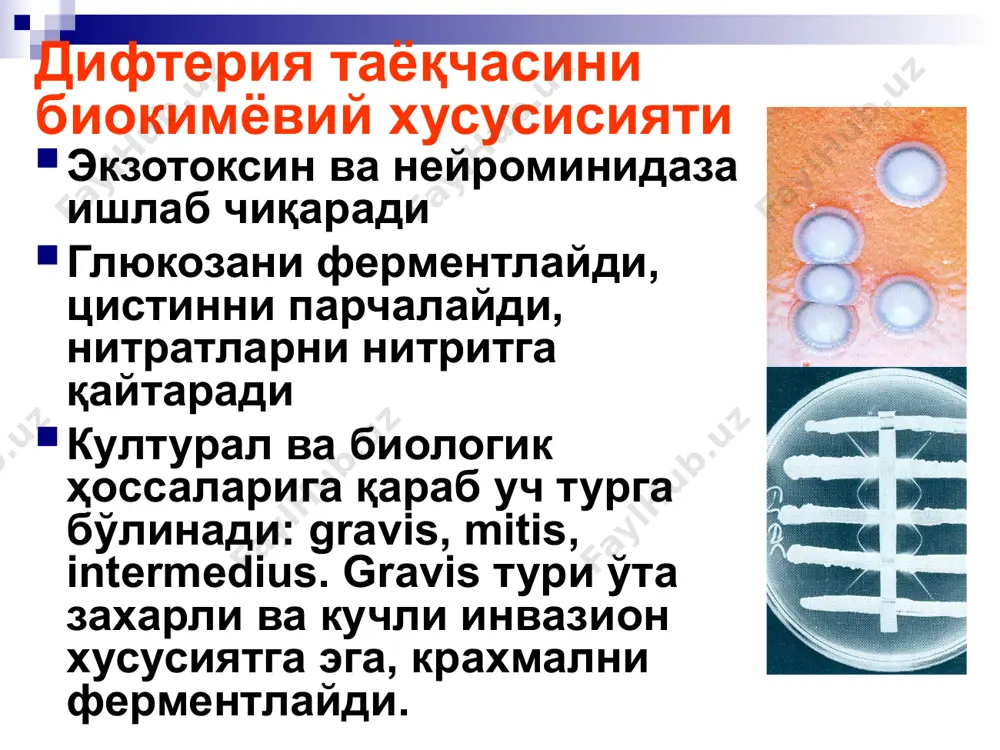 ida yuboriladi vitaminoterapiya kislota-ishqoriy muhitni korrektsiya qilish antibiotikoterapiya difteriyaga qarshi zardoblarning dozalari, bug'maning turli shakllarida (ming antitoksik birlik) bug'maningn turi birinchi doza 1 kurs davolashi lokalizovannaya difteriya zeva ostrovchataya 10-15 10-20 lokalizovannaya difteriya zeva plenchataya 15-30 20-40 rasprostranennaya 30-40 50-60 subtoksicheskaya 40-50 60-80 toksicheskaya i stepeni 50-70 80-120 ii stepeni 60-80 150-200 iii stepeni 100-120 250-350 gipertoksicheskaya 100-120 ne bolee 450 lokalizovannaya difterii nosoglotki 15-20 20-40 lokalizovanniy krup 15-20 30-40 rasprostranenniy krup 30-40 60-80 (do 120) lokalizovannaya difteriya nosa 10-15 20-30 polovix organov 10-15 15-20 glaz 10-15 10-30 koji 10 10-30 bakteriya tashuvchilarni davolash umumiy quvvatni oshiruvchi muolajalar (polivitaminlar, ratsional ovqatlanish, ufo, va h.k.) surunkali burun-xalqum kasalliklarini davolash antibiotikoterapiya – eritromitsin, tetratsiklin. kasallikning oldini olish (emlashning kalendar rejasi) yoshi vaktsina nomlanishi 2 oy akds-1 3 oy akds-2 4 oy akds-3 16 oy akds-4 7 yosh adsm-5 16-17 yosh adsm-6 26 yosh adsm-7 46 yosh adsm- 8