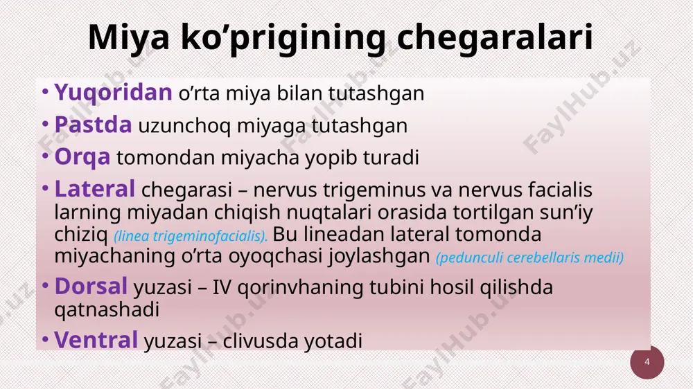 cerebellum deb ham ataladi. neocerebellum (cerebrocerebellum) paleocerebellum (spinocerebellum) archicerebellum (vestibulocerebellum) ‹#› miyachaning tashqi tuzilishi 21 miyachaning tashqi tuzilishi miyachaga tashqaridan qaraganimzda undagi ikkita yarimsharlar (hemispheria cerebelli) yaqqol ko’zga tashlanadi. ularning oralig’ida joylashgan ingichka qism esa chuvalchangsimon o’simta (vermis) hisoblanadi. ‹#› miyachaning tashqi tuzilishi miyacha yuzasi kulrang moddadan iborat bo’lib, juda ingichka pushtalarni hosil qiladi (folia cerebelli). bu pushtalarni esa bir-biridan egatchalar (fissurae cerebelli) ajratib turadi. fissurae cerebelli ‹#› miyachaning tashqi tuzilishi fissura cerebelli lar orasida eng chuquri gorizontal holatda miyachaning orqa qirrasidan o’tadi (fissure horizontalis cerebelli) va miyachani yuqorigi (facies superior) hamda pastki (facies inferior) yuzalarga ajratadi. ‹#› gorizontal egatcha va shnga o’xshash bir qancha egatchalar miyacha yuzasini bo’lakchlarga ajratadi, (lobuli cerebelli) ‹#› miyacha bo’lachalaridan alohidalangan kichik bo’lakcha (flocculus)ning ahamiyati katta. flocculus yarimsharlarning pastki yuzasida miyachaning o’rta oyoqlari asosida joylashgan. va bu bo’lakcha chuvalchangsimon o’simtaning tugunchasi (nodulus) bilan ham tutashgan. (pedunculus flocculi) yordamida tutashgan. ‹#› miyachaning ichki tuzilishi 27 miyacha …