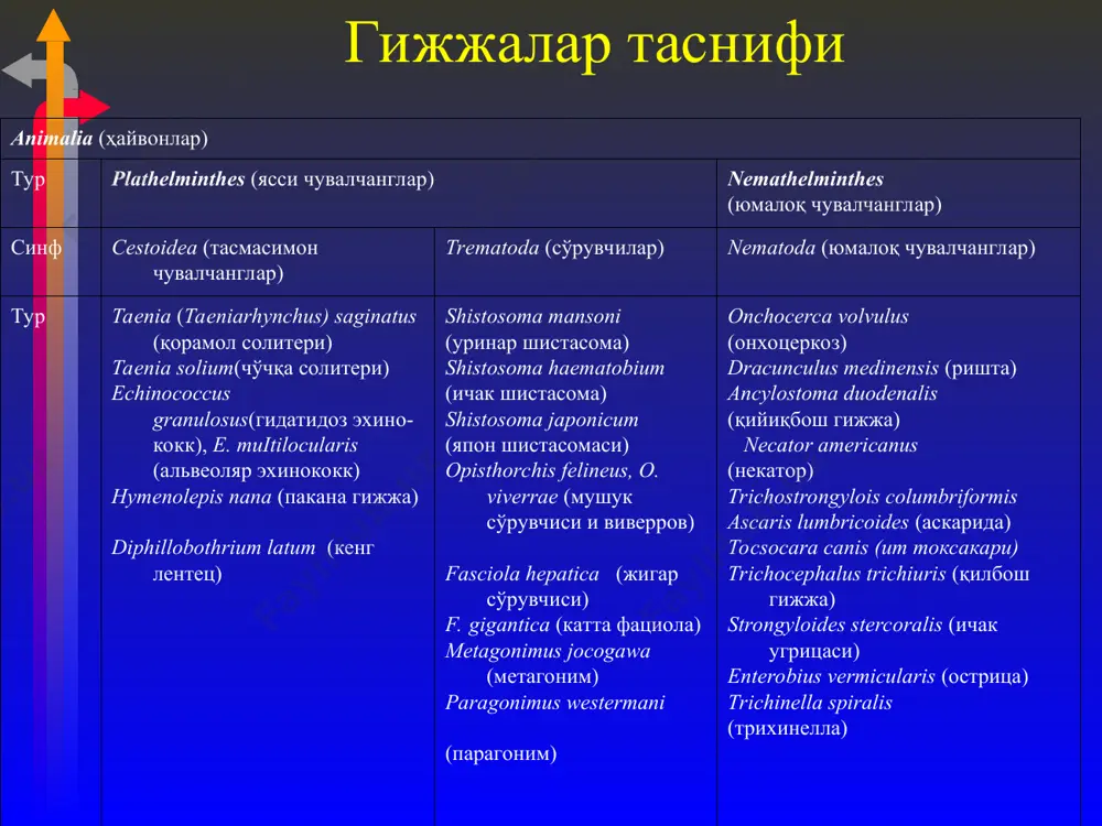 касаллик клиникаси ва патогенезида 2 фаза кузатилади: - ўткир фаза – юққандан сўнг 2-3 ҳафта (оғир кечганда 2 ойгача ва ундан кўп); - сурункали фаза – давомлилиги 1 неча ойдан 1 неча йилгача. ўткир фазада –патологик ўзгаришларнинг юзага чиқиши миграцияланувчи личинка антигенига нисбатан умум аллергик реакциясига асосланган. бу даврдаги бошланғич синдромлар қўзғатувчи турига боғлиқ бўлмай, унинг локализациясин ва личинка миграцияланиш йўлига боғлиқ. бунда иситма, шиш, терида қипиқланиш, миалгия, артралгия, лимфоаденопатия, ўпка ва абдоминал синдромлар, гепатоспленомегалия, қонда эозинофилия, диспротеинемия кузатилади. асосий ва муҳим органлар системаси зарарланади: аллергик миокардит, пневмония, менингоэнцефалит, гепатит, гемостазнинг бузилиши. сурункали фаза – бунда ўзгаришлар ва сезирарли клиниканинг юзага чиқиши, қўзғатувчи локализацияси, унинг сони, овқатланиш тарзи билан боғлиқ. кўпгина гельментларнинг патоген таъсири паразитни юқтирган орган ва тўқиманинг механик шикастлаш эффектига асосланган, бунда ҳаёт учун зарур органлар зарарланади (жигарда эхинококк кистаси, бош мия ва кўз цистицерклари). гельментлар модда алмашинув жараёнига таъсир этиб, озиқ маҳсулотларнинг қиймати пасайиши, нейрогуморал регуляциянинг бузилиши, …