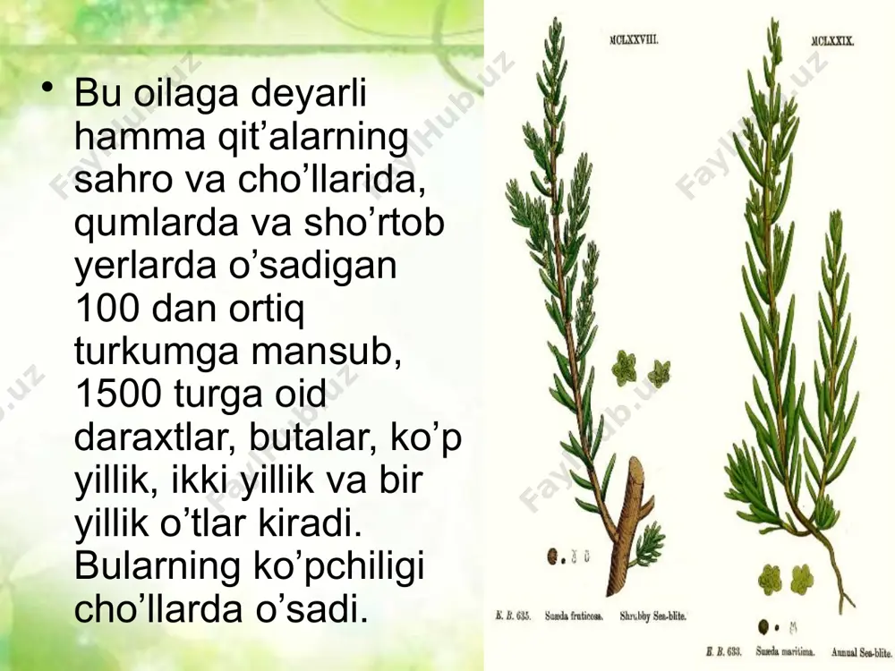 boshlab saksovullar mevalaydi. 5 ta gulqo’rg’on bargchalardan qanotcha o’sib chiqadi. bundan tashqari, saksovullar ko’chma qumlarni mustahkamlashda keng qo’llaniladi. sho’radoshlarning ko’pchilikturlari gipsli va sho’rli cho’l o’tloqlaridagi asosiy yem-xashak olsimliklari qatoriga kiradi. masalan, teresken, ebalak, sag’an, izen, baliqko’z, sho’rak, quyonjun, donasho’r turkumlariga oid o’simliklarni tuyalar va qorako’l qo’ylari kuzda ishtaha bilan yeydi. jzen, chtfgon va keyreukni madaniy yem-xashak o’simtiklari qatoriga kiritish ustida o’zbekiston fanlar akademiyasining «botanika» ilmiy-ishlab chiqarish markazida ilmiy tekshirish ishlari olib borilmoqda. cherkezning bargi va mevasidan olinadigan dori tibbiyotda qon bosimini pasaytirish uchun ishlatiladi. itsigakdan olinadigan zaharli modda – anabazin qishloq xo’jaligiga zarar keltiruvchi hashoratlarga qarshi kurashda qo’llanadi. o’zbekistonda sho’radoshlar oilasiga mansub 44 turkumga oid 200 ga yaqin tur o’sadi. bu oilaga mansub 8 ta tur respublika qizil kitobiga kiritilgan. image2.jpeg image3.jpeg image4.jpeg image5.jpeg image6.jpeg image7.jpeg image8.jpeg image9.jpeg image10.jpeg image11.jpeg image12.png image13.png image14.png image15.png image16.png image17.png image18.png image19.png image20.png image21.png image22.png image1.jpeg