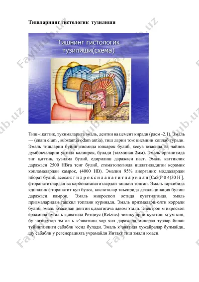 tishlarning gistologik tuzilishi — DOCX