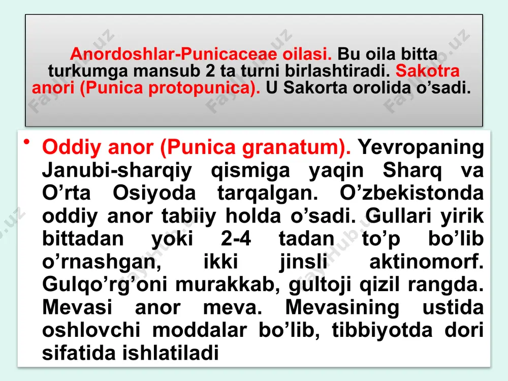 anordoshlar-punicaceae oilasi - Page 3