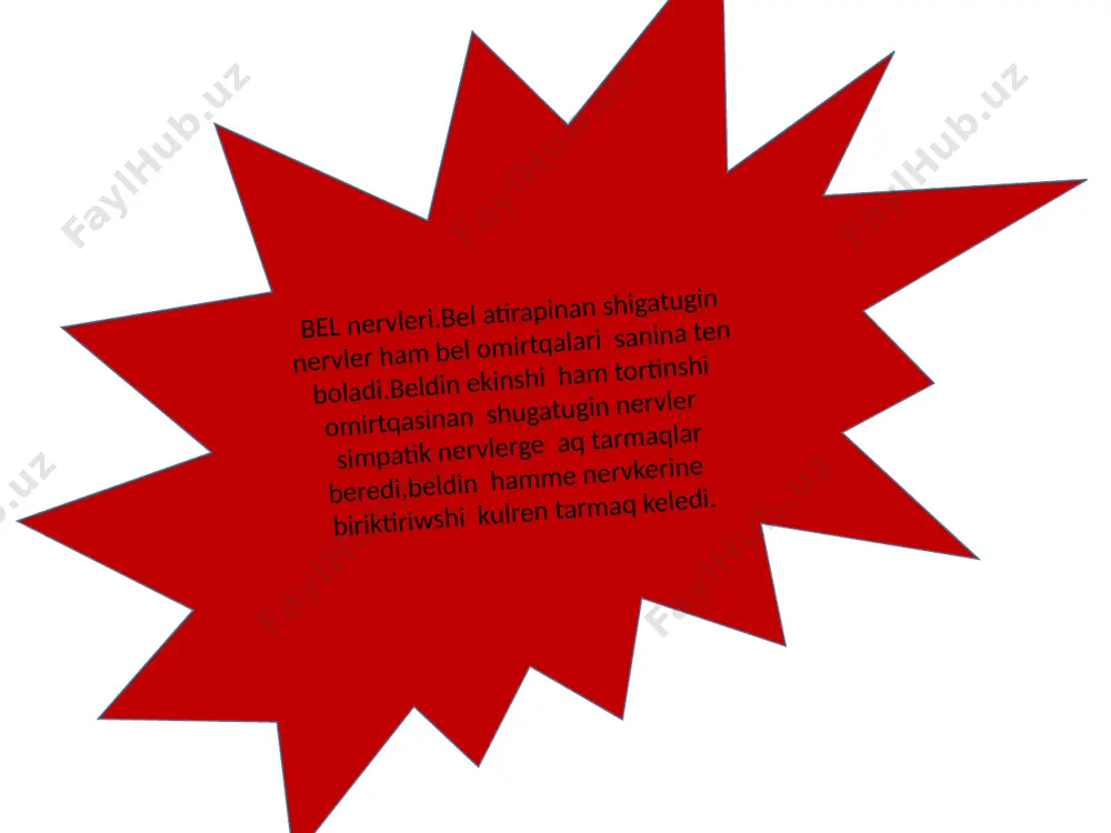 arqa miy ham bas miy nervlerinin topografiyasin salistiriw - Page 5