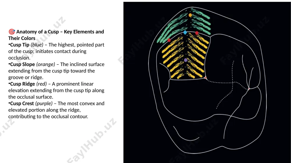 tooth surfaces, vertices, and edges - Page 5