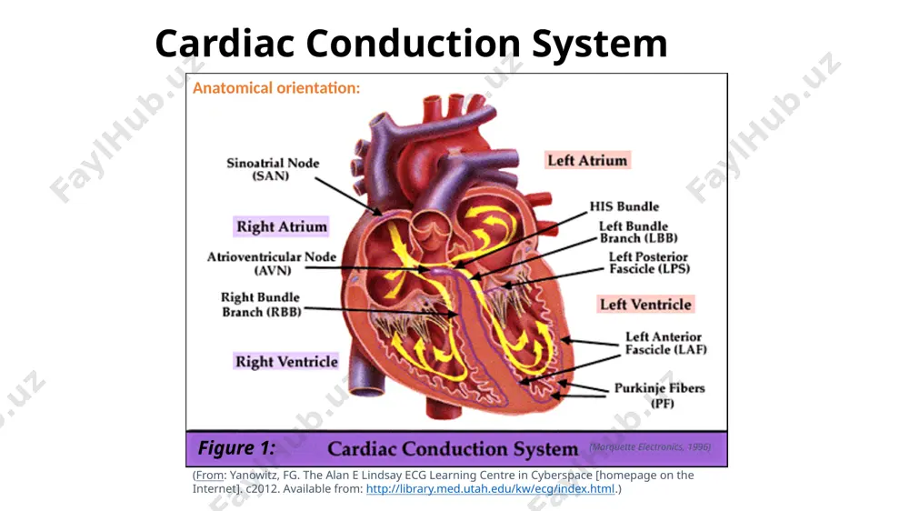 physical basis of electrocardiography and vectorcardiography - Page 5