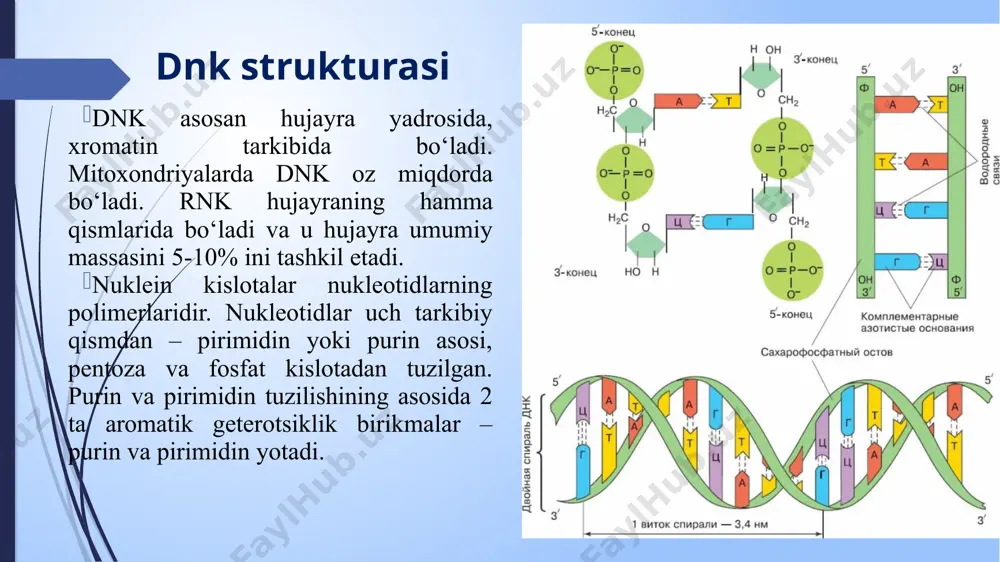 ikatsiyasi natijasida ikkala asl dnk zanjiridan iborat bo'lgan molekula (asl dnk molekulasi bilan bir xil) va yana ikkita yangi zanjirdan (asl molekula bilan bir xil ketma-ketlikdagi) boshqa molekula hosil bo'ladi. dispersiv replikatsiya. dispersiv modelda dnkning replikatsiyasi natijasida ota-ona va qizi dnklarining aralashmalari yoki "duragaylari" bo'lgan ikkita dnk molekulasi paydo bo'ladi. dnkning replikatsiyasi hujayralar bo'linishidagi asosiy hodisadir. bo'linish paytida dnkning to'liq takrorlanishi va faqat bir marta bo'lishi juda muhimdir. bu dnk replikatsiyasini tartibga solishning ma'lum mexanizmlari bilan ta'minlanadi. replikatsiya uch bosqichda amalga oshiriladi: -takrorlashni boshlash; -cho'zish; -replikatsiyani tugatish muhim replikatsiya fermentlari dnk polimeraza - komplementarlik printsipi asosida dnk matritsasida dezoksiribonukleotidlarning polimerizatsiyasini katalizlovchi ferment. dnk ligaza - dnkning ikki zanjirli uzilish joylarida qo'shni deoksinukleotidlarning 5'-fosforil va 3'-gidroksil guruhlari o'rtasida fosfodiester bog'lanishini katalizlovchi ferment. dnk helikazasi ikki zanjirli dnk zanjirlarini bitta zanjirga ajratuvchi fermentdir. dnk topoizomerazasi - bu dnkga bir zanjirli uzilishlar kiritish orqali dnkning supercoiling darajasini o'zgartiruvchi ferment . dnk primazasi - …
