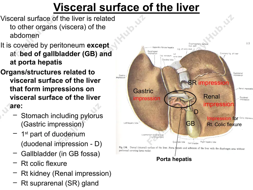 rmed by folding of mucosa and is seen both in the neck of the gallbladder and its duct the spiral valve controls flow of bile by allowing bile to pass into: 1. the gallbladder when the sphincter of the bile duct and/or hepatopancreatic ampulla are/is closed or 2. into the bile duct when gallbladder contracts (in presence of fatty food in the digestive tract) infundibulum of the gallbladder or hartmann’s pouch is an outward finger-like projection of the mucosa of the neck of the gallbladder seen in a small percentage of the population. when present, it may be a site where gall stones collect. commonly, it is formed as a result of dilatation of the neck of the gallbladder due to disease condition of the gallbladder. when present, infundibulum lies close to 1st part of duodenum gb is related anteriorly to anterior abdominal wall and to visceral surface of the …
