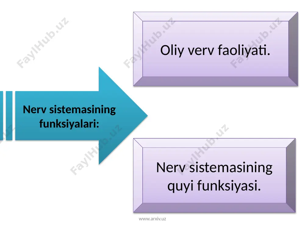 nerv sistemasining ahamiyati va uning gigiyenasi - Page 5