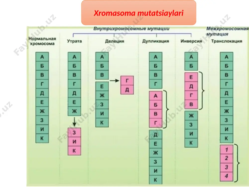 rning paydo bo‘lishiga olib keladi tabiiy tanlanishdan farqli o‘laroq, yuqorida bayon etilgan evolutsiyaning boshlang‘ich omillari ma’lum yo‘nalishga ega bo‘lmaydi. alohidalanish xulosa evolutsiyaning boshlang‘ich materiali mutatsiya, kombinativ o‘zgaruvchanlik evolutsiyaning boshlang‘ich omillari — alohidalanish, migratsiya, populyatsiya to‘lqini, genlar dreyfi e’tiboringiz uchun rahmat