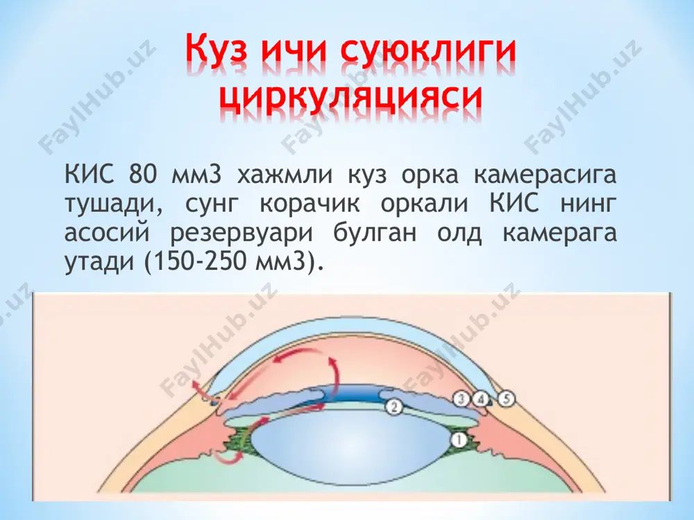 аларидаги трофик бузилишлар, кон томир тизими ва кўз гемодинамикаси ўзгаришлари, хамда умумий патологик силжишлар натижасида дренаж тизим бузилиши натижасида юзага келади. бу эса ички суюкликни циркуляциясини бузилиши ва офтальмотонусни ошишига олиб келади. кўз ички босимини юкори даражаси кўз тўкимасидаги иккиламчи трофик ўзгаришларга сабаб бўлади. тўр парда ва кўрув нервининг функционал элементлари нобуд бўлиши натижасида кўриш пасаяди. касаллик кўпинча 40 ёшдан катта шахсларда ривошланади. иккиламчи глаукома - турли касалликлар ( кўз пардалари яллиглани ва дегенератив касалликлар, гавхар патологияси, кўз жарохатлари ва бошк.) натижасида кўз ички суюқлигини оқиб чиқиши ўзгариши ва бунинг натижасида офтальмотонус кўтарилиши туфайли юзага келади. тугма глаукома – кўз ички бурчагининг мезодермал тўкима билан беркилиб қолиши туфайли кўз ички суюклигини оқиб чиқиши бузилади ва кўз ички босимини ошишига олиб келади. кўз дренаж тизимидаги ривожланувчи дегенератив ўзгаришлар билан боғлиқ. касаллик асосан беморга сезилмаган ҳолда ривожланади. баъзида кўзни тўлиш хисси, бош огриги, кўз олди хиралашуви, ёругликка караганда камалакли ҳалқалар хосил бўлишига …