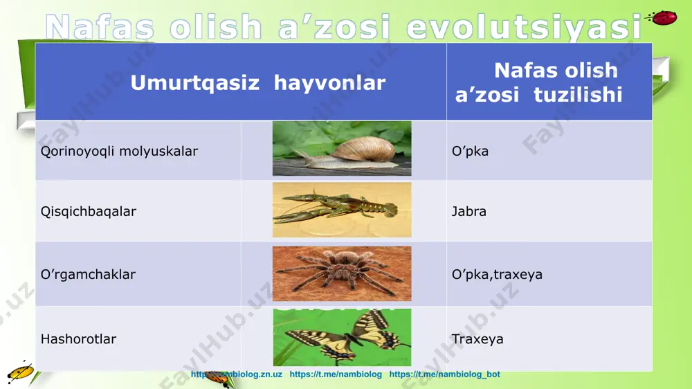 "hayvonlarning nafas olish organlari evolutsiyasi" - Page 5