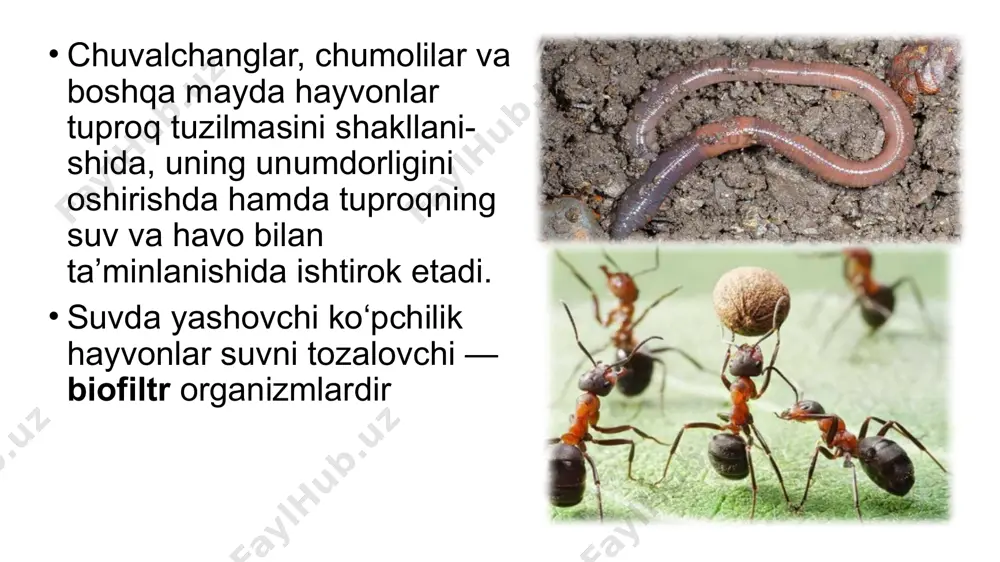 hayvonlar va o‘simliklar - Page 5