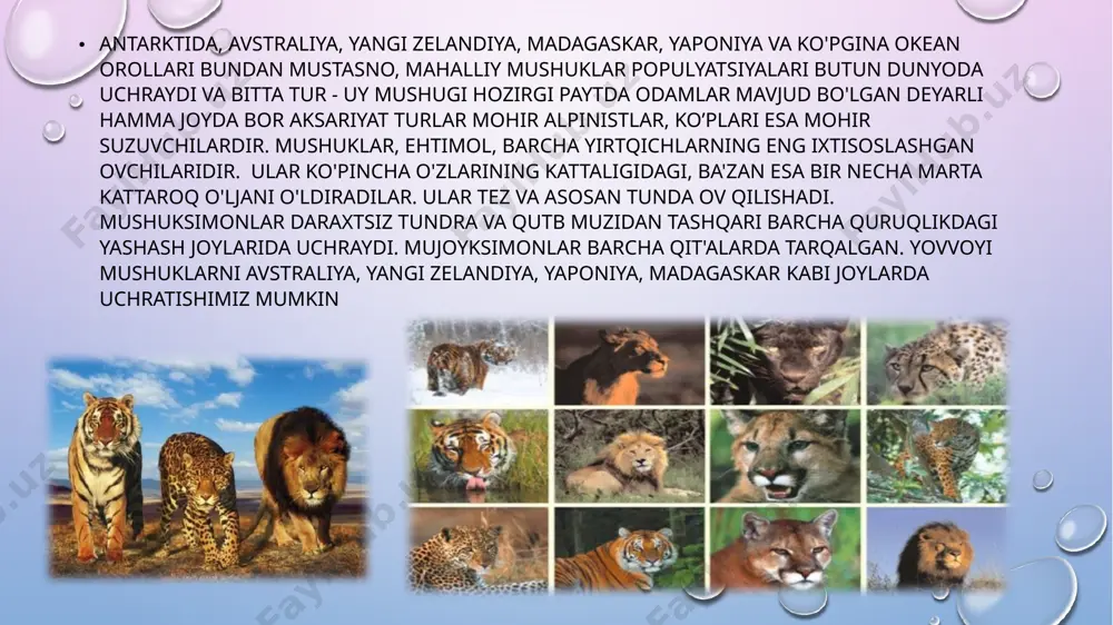ech qachon yolg’iz yashamaydi. ular oilaviy hayotni ma’qul ko’radi. 8. ikki-uch yoshga yetgach, yosh erkak sherlar to’dadan haydab solinadi. 9. bir marta ovqatlanganda, yoshi ulug’ sher 30 kilogrammgacha go’sht yeydi. 10. yovvoyi tabiat qo’ynida sherlar 15 yilga yaqin umr ko’radi. qafasda esa ikki hissa ko’proq yashaydi. 11. sherning yungi uzunligi qirq santimetrgacha yetadi. 12. sherning tirnoqlari uzunligi 7 santimetrdan ortiqroq bo’ladi. 1. yo'lbarslar qorong'ilikka juda moslashmagan bo'lishiga qaramay, kechalari odamlarnikidan qariyb 6 baravar yaxshiroq ko'rishadi. 2. erkak yo'lbarslarning urg'ochilariga qaraganda kattaroq hududlari bor, shunda hududlar kesishib, yo'lbarslarni ko'paytirishga imkon beradi. bir jinsdagi kattalar vakillarining hududlari odatda bir-biriga mos kelmaydi. 3. yo'lbars tumshug'i odatda boshqa hayvonlarni qo'rqitish uchun emas, balki boshqa yo'lbarslar bilan muloqot qilish uchun ishlatiladi. yo'lbarslar hujum qilishdan oldin xiralashmaydilar, bu holda ular tomonidan chiqarilgan tovushlar ho'kizlar yoki hushtaklarga o'xshaydi. 4. bir guruh yo'lbarslar o'zlarining o'ljalarini o'ldirishga muvaffaq bo'lishganda, erkaklar birinchi navbatda erkaklar yeyadigan sherlardan farqli o'laroq, urg'ochilarga va …