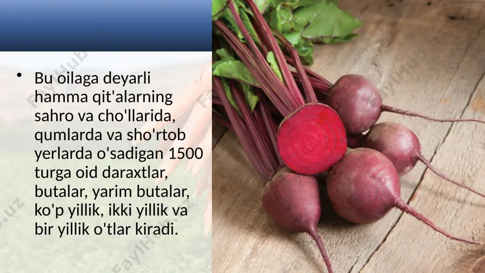 g mayda, tangachasimon bo'lishi va bir yillik novdalardan bir qismining to'kilishi uning issiq va quruq cho'l sharoitida yashashga moslashganhgining belgisidir. saksovulning poyasi qimmatbaho yoqilg'i, bir yillik novdalari va mevalari chorva mollari uchun ozuqa hisoblanadi. bundan tashqari, saksovullar ko'chma qumlarni mustahkamlashda keng qo'llaniladi. sho'radosuarning aksariyat tur. saksovul fori gipsli va sho'rli cho'l o'tloqlaridagi asosiy yem-xashak o'simliklari qatoriga kiradi. savol va topshiriqlar sho'radoshlar oilasi vakillarining gul tuzilishi qanday? sho'radoshlar oilasiga mansub o'simliklarni ayting. lavlagining guli va mevasi qanday tuzilishga ega? saksovul haqida nimalarni bilasiz? sho'radoshlar oilasi qishloq xo'jaligida qanday ahamiyatga ega? sho'radoshlar oilasiga kiruvchi o'simliklardan qaysilarini bilasiz? image2.jpeg image3.jpeg image4.jpeg image5.jpeg image6.jpeg image7.jpeg image8.jpeg image9.jpeg image10.jpeg image11.jpeg image1.jpeg