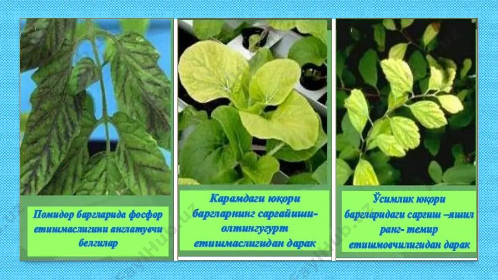 ириғи бир ёшгина йигит ўз томорқасига ўғит солиши зарур бўлиб қолди.шунда уйида анчадан буён турган ўғитдан фойдаланмоқчи бўлди. аммо ўғитли қопнинг юза қисмидаги номлар ўчиб, биргина қуйидаги ёзувлар сақланиб қолганлигини кўриб қолди: азот-16,5 %,натрий-27 %, кислород-56,5 %. йигит бу маълумотлар асосида модда формуласини аниқлай оладими? жавоб: албатта, аниқлаш мумкин. масала тарзида ечиш йўли билан бу nano3 – натрий нитрат ўғити эканлигини аниқлаш мумкин. “минерал ўғитлар”мавзуларида ўқувчиларнинг компетенциявий салоҳиятларини ошириш учун фойдаланиладиган масалалар 1га ҳудуддаги экин майдонини ариқ орқали бир марта суғориш учун 1000м3 сув сарфланади. бу сувнинг 80% и ўсимлик томонидан ўзлаштирилса,қолган 20% и атмосферага буғланиб кетади. айнан шунча ҳудуддаги интенсив боғни томчилатиб суғоришда 30м3 сув сарфланади. минерал ўғитларнинг ўзлаштирилиши эса анъанавий суғоришда 30-35% ни ташкил қилса,томчилатиб суғоришда 90-95%ни ташкил қилади. 1-4 йилгача бўлган ўрик,олма ва шафтоли дарахтлари учун талаб қилинадиган озуқа элементлари миқдорлари озуқа элементлари сув сарфи n p k 1 марта суғоришда талаб этиладиган миқдор 1250г 375г 1500г …