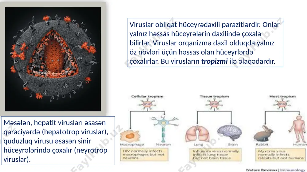 sı unikal mexanizmlə baş verir. müsbət saplı rnt tərkibli viruslarda virus nuklein turşusu mrnt funksiyasını yerinə yetirir. beləliklə, virus rnt birbaşa zülal sintezində iştirak edə bilir. onun əsasında polipeptid sintez olunur ki, bu da fraqmentlərə parçalanmaqla rnt-asılı rnt-polimeraza, virus proteazaları və kapsid zülalları əmələ gətirir. polimeraza fermenti müsbət saplı genom rnt üzərində mənfi rnt sapı sintez edir. bunlar yeni virus hissəciklərinin müsbət rnt-saplarının sintezi üçün qəlib kimi istifadə edilir. bu mexanizmlə həm virusun genom rnt, həm də virus zülalları sintez olunur. mənfi saplı rnt tərkibli viruslarda virus nuklein turşusu mrnt funksiyasını yerinə yetirə bilmir. ona görə də virus rnt üzərində rnt-polimeraza fermentinin köməyilə mrnt sintez edilir. sintez edilmiş mrnt virus rnt-nə komplementar olmaqla zülal sintezini kodlaşdırır, eləcə də yeni virus hissəciklərinin mənfi saplı rnt-nin sintezi üçün qəlib rolunu oynayır. retroviruslar rnt tərkibli viruslar olmasına baxmayaraq onların reproduksiyası özünəməxsus xüsusiyyətlərə malikdir. bu virusların tərkibində unikal virusspesifik ferment-əks transkriptaza, yaxud revertaza vardır. …