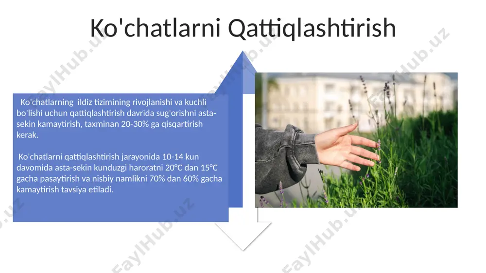 belgilari bo'lmagan, o'rtacha o'lchamli (1-1,5 mm) va bir xil rangdagi urug'larni afzal ko'rish lozim. urug'larni yig'ish vaqti muhim ahamiyatga ega; optimal pishish davri – iyul-avgust oylarida, namlik darajasi 10% dan oshmasligi kerak. hosilni yig'ish yig'ib olingan urug'larni quritish uchun yaxshi shamollatiladigan, qorong'i va quruq joyda yupqa qatlam bilan yoyib qo'yiladi. taxminan 2-3 hafta davomida quritishdan so'ng, urug'larni saqlashga tayyor bo'ladi. urug'larni yig'ishda ehtiyotkorlik bilan, quritilgan kurtaklarni qo'lda yoki maxsus vositalar yordamida ehtiyotkorlik bilan to'plash kerak. 1 kg urug' taxminan 2000-2500 dona urug'ni o'z ichiga oladi. e'tiboringiz uchun rahmat @taqdimot_robot image4.jpg image5.jpg image6.jpg image7.jpg image8.jpg image9.jpg image10.jpg image11.jpg image12.jpg image13.jpg image14.jpg image15.jpg image16.jpg image17.jpg image3.png image18.jpg image19.jpg image20.jpg image1.jpeg image2.jpeg