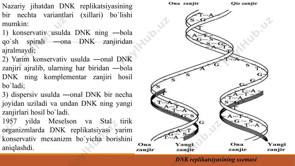 ining sintezi 5¹ oxiridan 3¹ oxiriga qarab boradi. nukleotidlarni rnk da joylashish tartibini dnk – matritsa belgilab beradi, nukleotidlarning 5¹→ 3¹ fosfodiefir bog`lari yordamida bog`lanishi rnk-polimeraza ishtirokida amalga oshadi. 3. dnk-polimerazalar. prokariotlarda i, ii va iii turdagi dnk-polimeraza shakllari ma’lum. ularning hammasi 2 turdagi: polimeraza va nukleaza faolligiga ega. polimerazali faollik dezoksiribonukleotidlar orasidagi 5¹→ 3¹ fosfodiefir bog`larini hosil bo`lishida, nukleazali faollik esa fosfodiefir bog`larining gidrolizida qatnashadi. dnk polimeraza i replikatsiyadagi rnk-tomizg`ini parchalab uning o`rnida dnk ning komplementar qismini sintezlaydi. dnk-polimeraza ii juda past polimerazali faollikka ega, uning replikatsiyadagi vazifasi aniqlanmagan. dnkpolimeraza iii replikatsiyaning asosiy fermenti bo`lib, dnk qo`sh zanjirining ajralgan zanjirida yangi dnk ning komplementar qismini 5¹→ 3¹ yo`nalishda sintezlaydi. 4. ribonukleaza h. replikatsiya davomida rnk-tomizg`ini gidrolizida dnk-polimeraza i bilan birga ishtirok etadi. 5. dnk-ligazalar (biriktiruvchi fermentlar). yangi sintezlangan dnk qismlarini bir-biri bilan bog`lash vazifasini bajaradigan bir nechta fermentlar aniqlangan. dnk-ligazalar nad+ dan adenilil manbai sifatida foydalanib, 3¹→ 5¹ fosfodiefir …