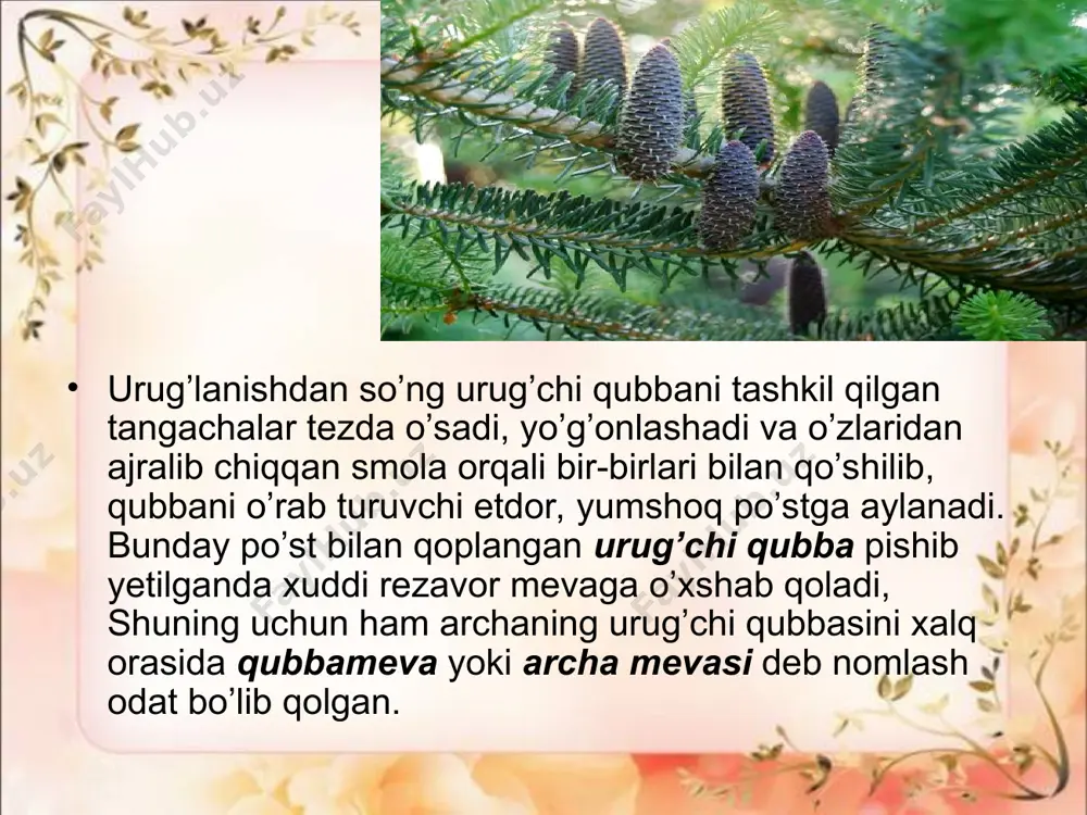 ochiq urug’li o’simliklar (qarag’aytoifa) bo’limi - Page 5