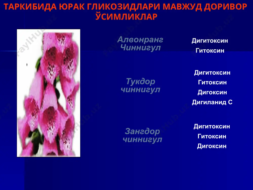 итларга са2+ ионларини киришини оширади, бу эса юрак мушаклари қисқарувчанлигини ортишига, яъни мусбат инотроп таъсир ривожланишга олиб келади. бу гуркуҳ дорилари миолитик таъсир кўрсатади, периферик кон томирларини умумий қаршилик кучини пасайтиради, миокардга бўлган олдинги ва кейинги зўриқишни пасайтиради. бу дори воситлари кенг қўлланмайди, чунки клиник текширувлар ўтказилганда қоринчали аритмия, баъзида эса ўлим ҳолатларини ҳам чақириши аниқланган. β1-адреномиметиклар: дофамин дофамин альфа-,бета- ва дофамин –рецепторларни рағбатлантиради. кичик дозаларда (0,5-2 мкг/мин) қўлланганда препарат асосан дофамин рецепторларни қўзғатади, бу буйрак ва ичак тоитрларини кенгайишига олиб келади; 2-10 мкг/мин дозада юракнинг β1-адренорецептор-ларни ҳам рағбатлантиради ва миокард қисқарувчан –лиги, систолик ҳамда пульсли босимни оширади. 10 мкг/мин дан юқори дозаларда альфа-адренорецеп-торларни ҳам қўзғатади, натижада переферик қон-томирлар қаршилигиги ҳажми ва артериал босим ортади, буйрак томирлари тораяди, сюе беморларида юрак зарб хажми камаяди. препарат в/ига томчилаб юборилади. препарат одатда 0,5-1 мкг/мин тезликда юборилади, зарур ҳолларда дозани ҳар мин оширилади. “тўхтатиш” синдроми ривожланмаслиги учун домапин юборилиши секин-аста тўхтатилади. глюкагон глюкагон …