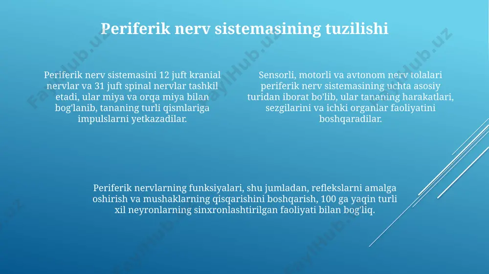 markaziy va periferik nerv sistemasining bo‘limlari - Page 4