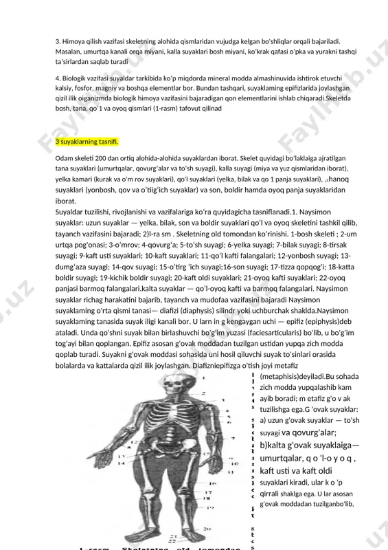 iladigan ikki xil ilik uchrashadi: bu qizil va sariq iliklardir. yosh va jadal rivojlanayotgan organizm qon va suyak hosilni boshqarish vositalariga ta'sir qiladi. buning uchun ishlash asosi qizil ilikdan iborat. masalan, homila yoki yangi tug 'ishlaydigan ishlarning suyaklarida asosan qizil ilik uchraydi yosh ulgaygan sari, 12-18 yoshdan qarab, suyaklarning diafez qisimlaridagi sariq sariq rangga kiradi. qizil ilik to 'rsimon retikula jarayoni bo'yicha tolachalari atrof-muhitga oid konsistentsiyali qizil massadan tashkil topgan. uning tarkibida qon shaklli elimentlar, suyaklar bilan ishlashini ta'minlovchi gemotsitoblast va osteoblast muolajalari mavjud. qizil ilikda qon tomirlari, barcha qon hosilini ishlashda ko p bo 'lgani uchun ular ilikka qizil rang beradi. 2 suyaklarning funksiyasi. odam organizminmg asosiy vazifalaridan biri uning harakat qilish qobiliyatidir. bu harakat suyaklar va mushaklar ishtirokida ro‘y beradi. tayanch-harakat apparati faol harakatchan qism-mushaklar va nofaol qism— suyaklar ham da ulam i birlashtirib turgan bog'lamlardan iborat. tayanchharakat a ’zolar tizimi organizmning asosiy qismi (gavdaning umumiy og'irligini 72,5 …