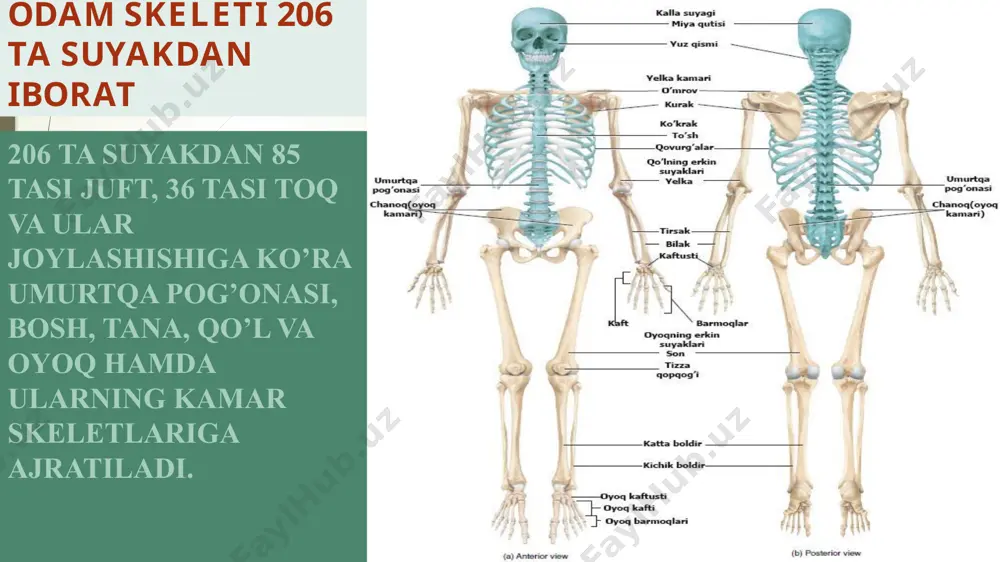 tayanch harakatlanish sistemasining tuzilishi, funksiyasi va ahamiyati - Page 5
