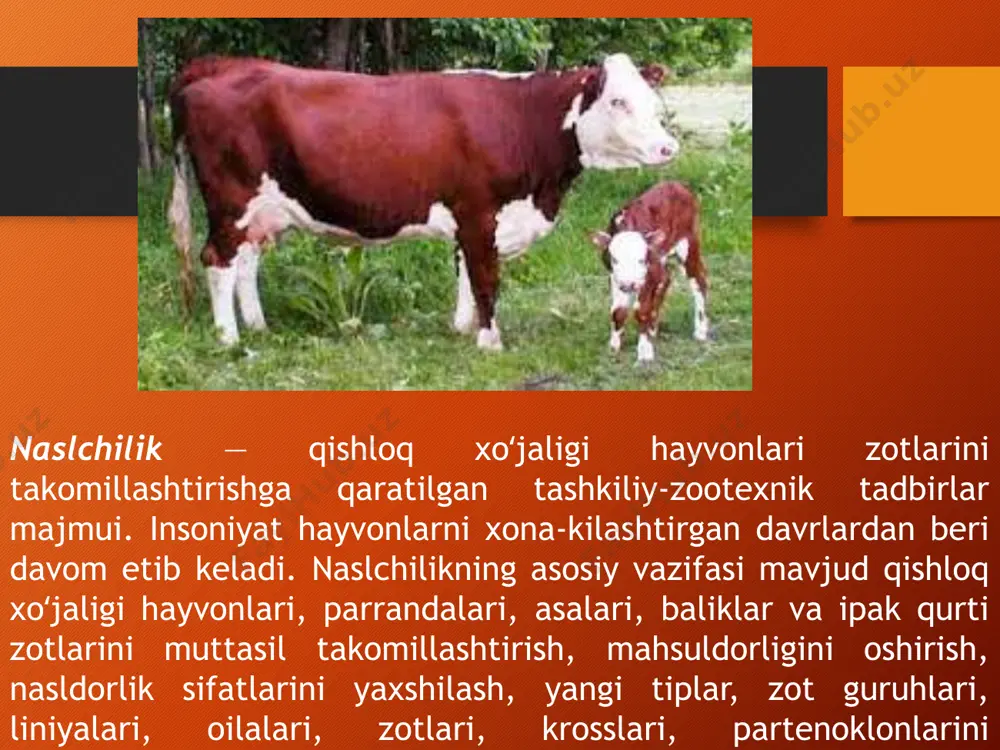 g vazn oshishiga sarflangan oziqa birligi asosiy mezonlar qilib olinadi. sut qoramolchiligida seleksiya natijalari genetik omillar hisoblangan asosiy belgilarning o’zgaruvchanligi, hamda belgilarning nasldan naslga berilishi, qaytarilishi va korrelyasiya koeffitsientlari ko’rsatkichlariga bog’liq. qator belgilarning nasldan naslga muqim berilishi hayvonlarni yoppa seleksiya qilganda ham ijobiy natijalar berishiga sabab bo’ladi asosan sutning yog’liligi va oqsil miqdori o’rtasida ijobiy korrelyasiya mavjud. lekin yuqori mahsuldor sigirlardan iborat podalarda har doim ham yog’ning ko’payishi bilan oqsilning ko’payishi kuzatilmaydi. shuning uchun bu xo’jaliklarda sutning yog’i va oqsil miqdori bo’yicha, alohida nazorat olib borishni taqozo qiladi. sigirlarning sut mahsuldorligi va uning yog’liligi bo’yicha bir taraflama seleksiya olib borish bu ko’rsatkichlar o’rtasida salbiy korrelyasiya nisbatini kamaytiradi. sigirlarning uzoq yashashi va sut mahsuldorligi o’rtasida doim yuqori ijobiy korrelyasiya kuzatilmay 0,107-0,175 ni tashkil qiladi. qorako‘l qo’yi - sur qorako‘l teri yetishtirish uchun, asosan, o‘zbekistonda urchitiladigan qo‘ylar. qo‘rakol’ qo‘yi tabiiy sharoitga boshqa qorako‘l qo‘ylariga nisbatan chidamsizroq, ko‘k qorako‘l qo‘ylariga qaraganda chidamliroq. sovliqlari …