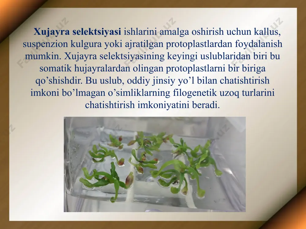 o’simliklar selektsiyasida in vitro usulini qo’llash - Page 5