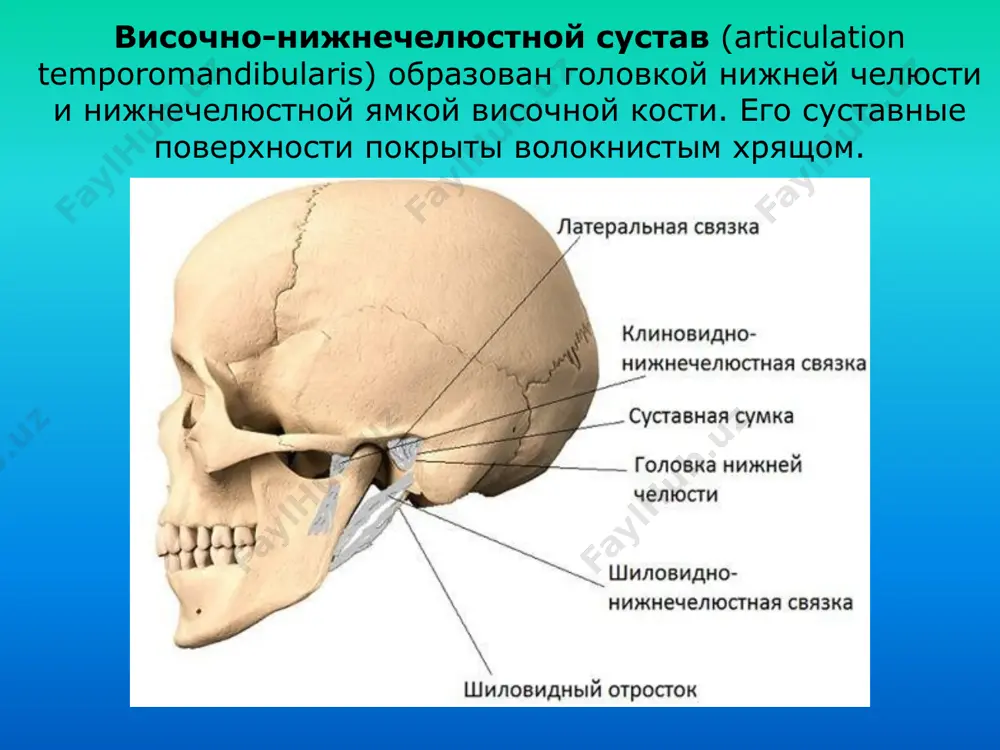 нностью височно-нижнечелюстного сустава является синхронность движений в двух суставах, так как оба сустава (правый и левый) связаны между собой непарной нижнечелюстной костью. внутренние нарушения могут иметь 9 клинических форм: 1 – хронический вывих суставной головки; 2 – подвывих суставного диска; 3 – рецидивирующий вывих суставного диска; 4 – хронический вывих суставного диска; 5 –хронический вывих суставного диска, вторичный остеоартроз; 6 – хронический задний вывих суставного диска; 7 – хронический вывих суставной головки с подвывихом суставного диска; 8 – хронический вывих внчс; 9 – привычный вывих внчс. сустав суставные поверхности вид сустава оси движения движения в суставах височно-нижнечелюстной нижнечелюстная ямка височной кости, головка нижней челюсти (имеется внутрисуставной диск) эллипсоидный, двухосный, комбиниро- ванный фронтальная, вертикальная опускание и поднимание нижней челюсти, смещение вперед и назад, боковые движения заболевания височно-нижнечелюстного сустава. методы диагностики. заболевания височно-нижнечелюстного сустава артриты; артрозы; вывихи; патологические состояния сустава, обусловленные различными нервно-мышечными нарушениями челюстно-лицевой области (нейромускулярный дисфункциональный синдром внчс, синдром мс …