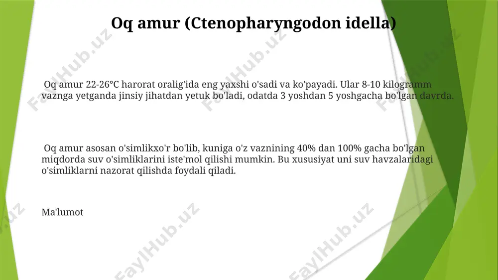 10-20% miqdorida oziq modda isteʼmol qilishi mumkin. ma’lumot oʻzbekistonda tarqalgan baliqlarning asosiy toifalari laqqa baliqlar toifasiga 5 dan ortiq tur kiradi, ular orasida oddiy laqqa baliq eng koʻp uchraydi. bu toifa oʻzbekistonning janubiy hududlarida keng tarqalgan. losossimonlar toifasi nisbatan kam uchraydi va oʻzbekistonda faqat 2-3 turi mavjud. ular asosan togʻ daryolari va suv omborlarida yashaydi. oʻzbekiston suv havzalarida 3 ta asosiy baliq toifasi mavjud: karpsimonlar, laqqa baliqlar va losossimonlar. karpsimonlar turi eng koʻp boʻlib, 20 dan ortiq turlarni oʻz ichiga oladi. som (silurus glanis) somning terisi tana bo'ylab mayda tikanaklar bilan qoplangan bo'lib, bu ularni yirtqichlardan himoya qiladi. qorong'uda ov qilish uchun yaxshi moslashgan, 6 ta mo'ylov yordamida o'ljani sezadi. ma'lumot som (silurus glanis) uzunligi 5 metrgacha va og'irligi 300 kilogrammgacha yetishi mumkin. u 80% baliq va umurtqasizlar bilan oziqlanadi, yashash joyida muhim rol o'ynaydi. gulmoyi (gambusia affinis) gulmoyi har xil sharoitlarga juda moslashuvchan. ular suv havzalarining har xil turlarida, …