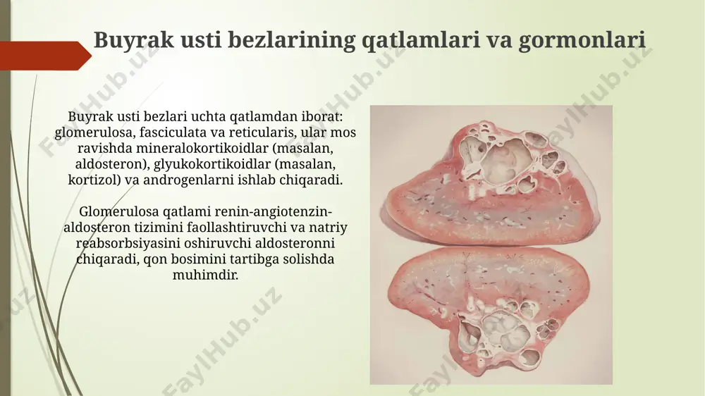periferik endokrin bezlar - Page 5