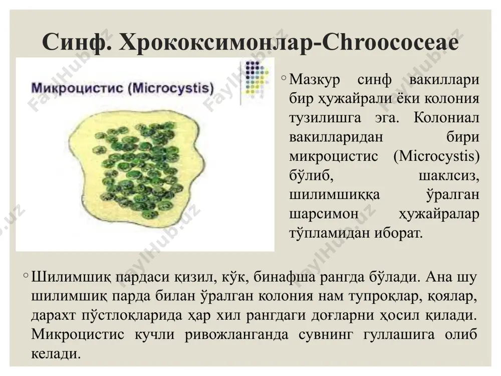 зан бир нечта ядро ва хроматор бўлади. хроматофорининг шакли хилма - хил, яъни спираль, тўрсимон, тасмасимон. хроматофор ичида пиреноид жойлашган. пиреноид теварагида, асосан крахмалдан иборат запас озиқ моддалар тўпланади. яшил сувўтларнинг тарқалиши яшил сувўтлар баҳорда сернам тупроқли ерлар юзасида, дарахтлар пўстлоғида, тўнкалар атрофида яшил ғубор ҳосил бўлади; ёзда оқмайдиган ариқ, ҳовуз ва кўлмак сувлари яшил рангга киради, булар бир ҳужайрали сувўтлардир. 1.вольвокснамолар-volvocales қабилага мансуб сувўтлар бир ҳужайрали ёки колонияли организмлар бўлиб, планктон ҳолда яшайди. улар ҳаракатсиз шилимшиқ колония шаклида бўлади. қабиланинг типик вакили: вакили: хламидомонада –chlamidomonada ва вакили: вольвокс-volvox хламидомонада юнонча: хламидо- “кийим”, монада “оддий организм”, деган маънони билдиради. хламидомонада ноксимон шаклда. ташқи томондан пектин моддали пўст билан ўралган, ҳужайра ичида косачасимон хромотофори, қизил рангли кичик “кўзча”-стигма ва ядроси, иккита вакуоласи бор. у бир жуфт, тенг хивчинга эга, шу хивчинлари ёрдамида ҳаракатланади. хламидомонаданинг тарқалиши хромотофорида пиреноид бўлади. периноидда крахмал тўпланади. у, бир ҳужайрали яшил сувўт бўлиб, кўлмак сувларда, ариқларда, хусусан …
