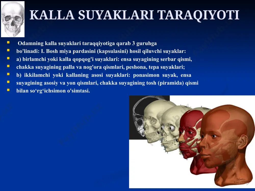 sasining yuqori tirqishi (fissura orbitalis superior) bor, undan ko'z kosasiga iii, iv, vi juft bosh miya nervlari va ko'z nervi o'tadi. bosh suyak teshiklari boshqalardan yuqoriroq va oldinda uch shoxli nervning ii shoxi o'tadigan yumaloq teshik (foramen rotundum), qanotning o'rtasida uch shoxli nervning iii shoxi o'tadigan cho'zinchoq teshik (foramen ovale) joylashgan. nisbatan kichkina qirrali teshik (foramen spinosum) katta qanotning orqa burchagida, undan miya qattiq pardasining o'rta arteriyasi o'tadi, ko'z kosasiga qaragan yuzasi (facies orbitalis) ko'z kosasining lateral devorini hosil qiladi. ponasimon suyakning yosh bolalarda rivojlanishi yangi tug'ilgan chaqaloqning ponasimon suyagi to'rtta alohida qismdan tashkil topgan bo'lib, uning tanasi oldingi va orqa bo'lakdan iborat, o'zaro yupqa tog'ay qatlam bilan ajragan. kichik qanotlar tananing oldingi qismi bilan birikkan bo'lsa, katta qanotlar undan tog'ay qatlam bilan ajraladi. katta qanotlar yuzasi katta odamnikiga o'xshasa-da, ular yaxshi rivojlanmagan va nisbatan kichik. qanotsimon o'simta oldinga va yon tomonga qiyshaygan. emizikli davrda suyak tanasining oldingi va orqa …