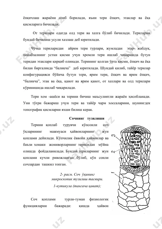 иснинг давоми ҳисобланади. ташқи соч қинининг юқори қисмида эпидермиснинг ҳамма қаватларини, жумладан шохли қаватни ҳам, кузатиш мумкин. айни пайтда қуйи қисмида унинг деворларини тузилиши, фақат эпидермис нишли қаватининг тузилишига ўхшаб кетади. етук соч қисмининг кўндаланг кесимида учта концентрик қаватни: кутикула, пўстлоқ ва ўзакни фарқлаш мумкин (2-расм ). кутикула - тангачасимон, жуда майин, қалинлиги 0.3-1 мкм бўлган сочнинг ташқи қавати. кутикула асосан аморф кератин сақлаган ўлик пластинкасимон ҳужайралардан ташкил топган. кутикуланинг тангачалари бир-бирига балиқ тангачаларига ўхшаб шундай ётқизилганки, уларнинг эркин учлари соч ўқининг тепасига қараб йўналган. бу сув томчиларининг жун қоплами мағзига сингишига йўл қўймайди. тангачаларнинг шакли ва уларнинг жойланиши ҳар хил. улар ҳайвоннинг тури, баъзан айнан бир турдаги ҳайвонларнинг – ҳар хил типдаги сочлари ва ҳатто айнан бир сочнинг узунлигига қараб ўзгаради. пўстлоқ қавати - кутикула остида жойлашган, сочнинг концентрик қавати. пўстлоқ соч ўқи бўйлаб жойлашган урчуқсимон ўлик ҳужайралардан ташкил топган. унинг ҳужайралари бир-бирига ҳужайралараро модда билан бириккан бўлиб, улар …