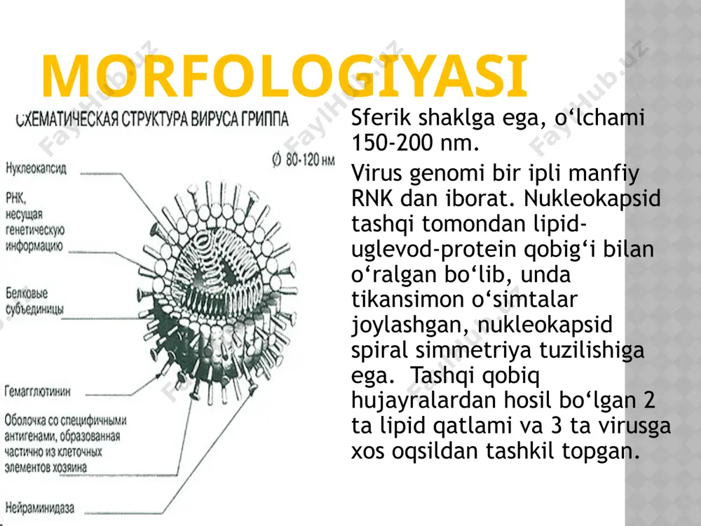 gripp va paragripp virusi - Page 3