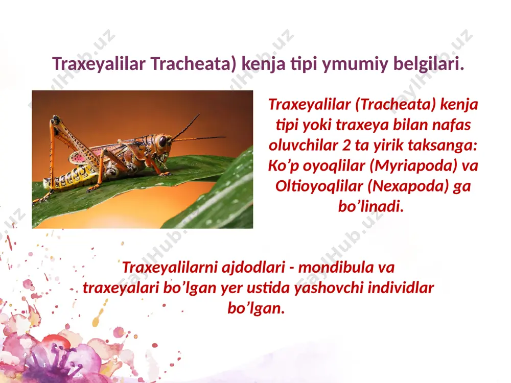 luvchi 13000 turni birlashtirgan 4 ta sinfga bo’linadi. 4. simfilalar (symphyla) sinfi. 1. laboyoqlilar ( chilopoda) sinfi. (qirqoyoq) 2. ikkijuft oyoqlilar yoki kivsyaklar ( diplopoda) sinfi. ( mingoyoq) 3. pauropodalar ( pauropoda) sinfi. laboyoqlilar (chilopoda) va symphyla sinflari. laboyoqlilar yoki qirqoyoqlilarni 15 juftdan 19 juftgacha (hamisha toksonli juft oyoqlari bo’ladi) oyoqlari bo’ladi. laboyoqlilarning tanasi 25-30 sm gacha, kunduzi, tuproqning ustki qavati, tosh, kesak, eski devorlar orasida yashirinib kechqurun aktivlashadi. hamma avlodlari yirtqich. turli mayda hayvonlar, hatto baqa, kaltakesak va mayda sut emizuvchilar bilan oziqlanadi. ular yer yuzini quruqlik qismini hamma joylarida uchraydi. ko’pchiligi tunda hayot kechiradi. 2800 ta turi qayd qilingan va 5ta turkumga bo’lingan. qorin-yelka tomoni yapaloqlashgan va ancha chidamli qattiq xitin bilan qoplangan. tanasi harakatchan, oyoqlari, jag‘lari, jag‘oyoqlari va kuchli zahar bezlari yirtqichlik bilan hayot kechirishga yaxshi moslashgan. boshida bir juft ko‘zi va uch juft jag‘lar yaxshi rivojlangan. oldingi juft ko‘krak oyoqlari kuchli xitinlashgan nayzasimon jag‘oyoqlarga aylangan. bu …