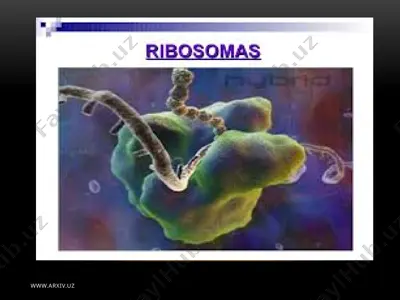 hujayraning membranasiz organoidlari, ularning funksiyasi va ahamiyati — PPTX